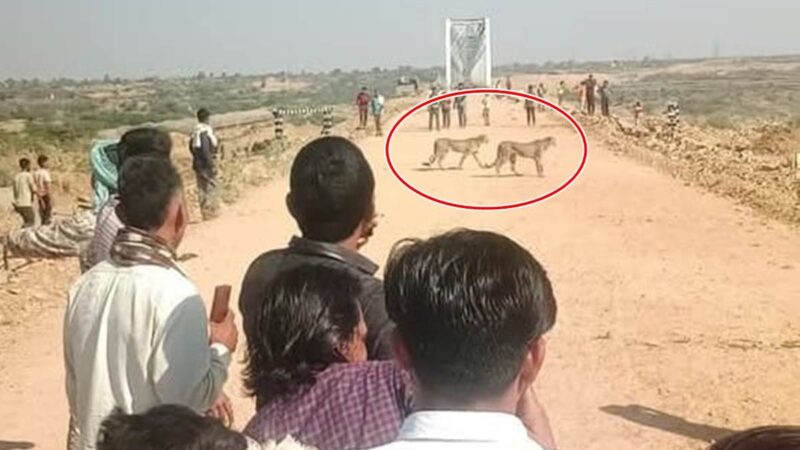कूनो नेशनल पार्क से बाहर निकले 5 चीते, जनसंख्या वाले क्षेत्र में पहुंचे… वन विभाग सतर्क