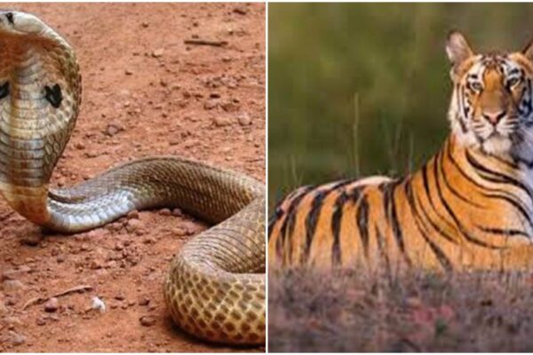 As a substitute of King Cobra, Karnataka will give tiger tigress pair to Madhya Pradesh, Indore Ju