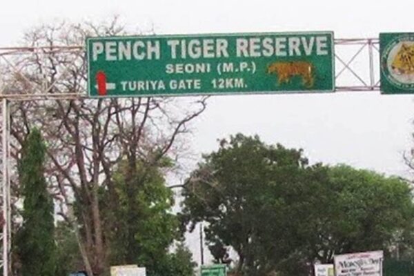 Tiger Loss of life in MP: Tiger’s physique present in Pench Tiger Reserve of Seoni, Administration in investigation