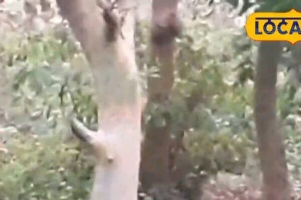 Tiger Viral Video: The concern of the tiger! Tiger proven in broad daylight on this street of Lakhimpur, video viral