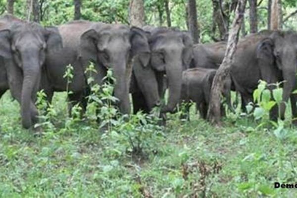 Elephant Assault: 2 individuals killed by the crush of elephants within the Sanousi Beat of Shahdol’s particulars of Shahdol
