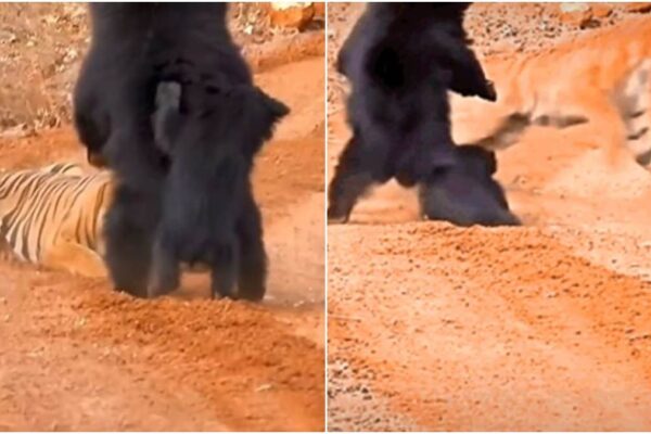 Wildlife Video: Fearing the braveness of the feminine bear, Tiger ran away … got here to searching her little one