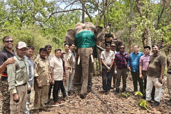 Wild elephant crushing 3 individuals who got here below management after 6 hours of rescue, will now examine aggressive nature