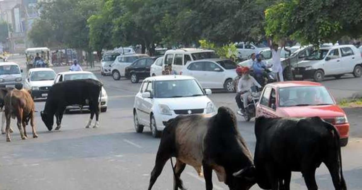 Will the insurance company cover damages to a car after hitting a cow?
